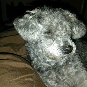 Meet your Posher, Tony